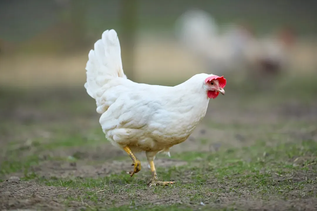The Chicken Genome: A Genetic Time Capsule From the Mesozoic (Image Credits: Unsplash)
