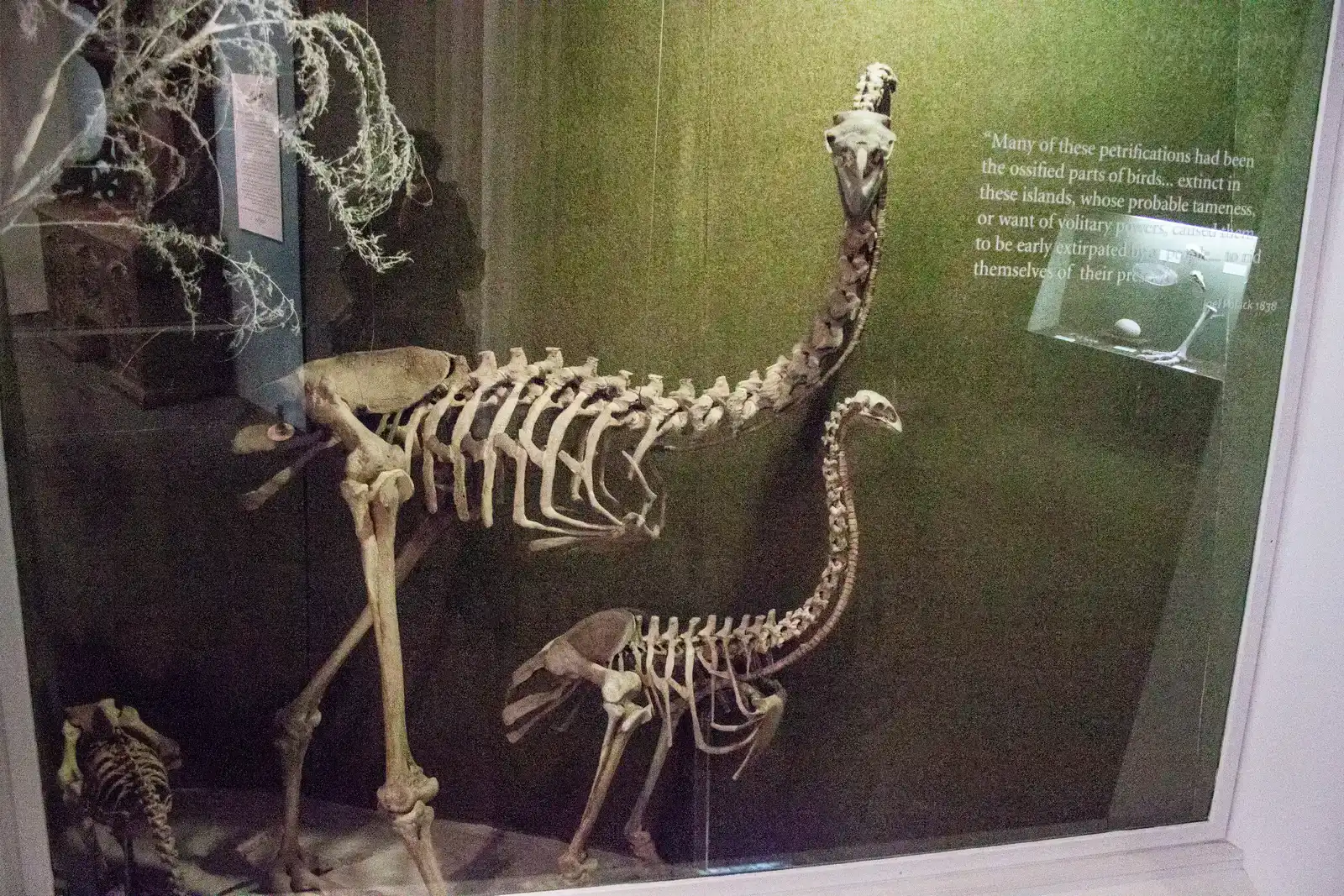 The Māori and the Moa: Tracking Extinction Through Language (Self-photographed Photo by Szilas in the Canterbury Museum, Public domain)