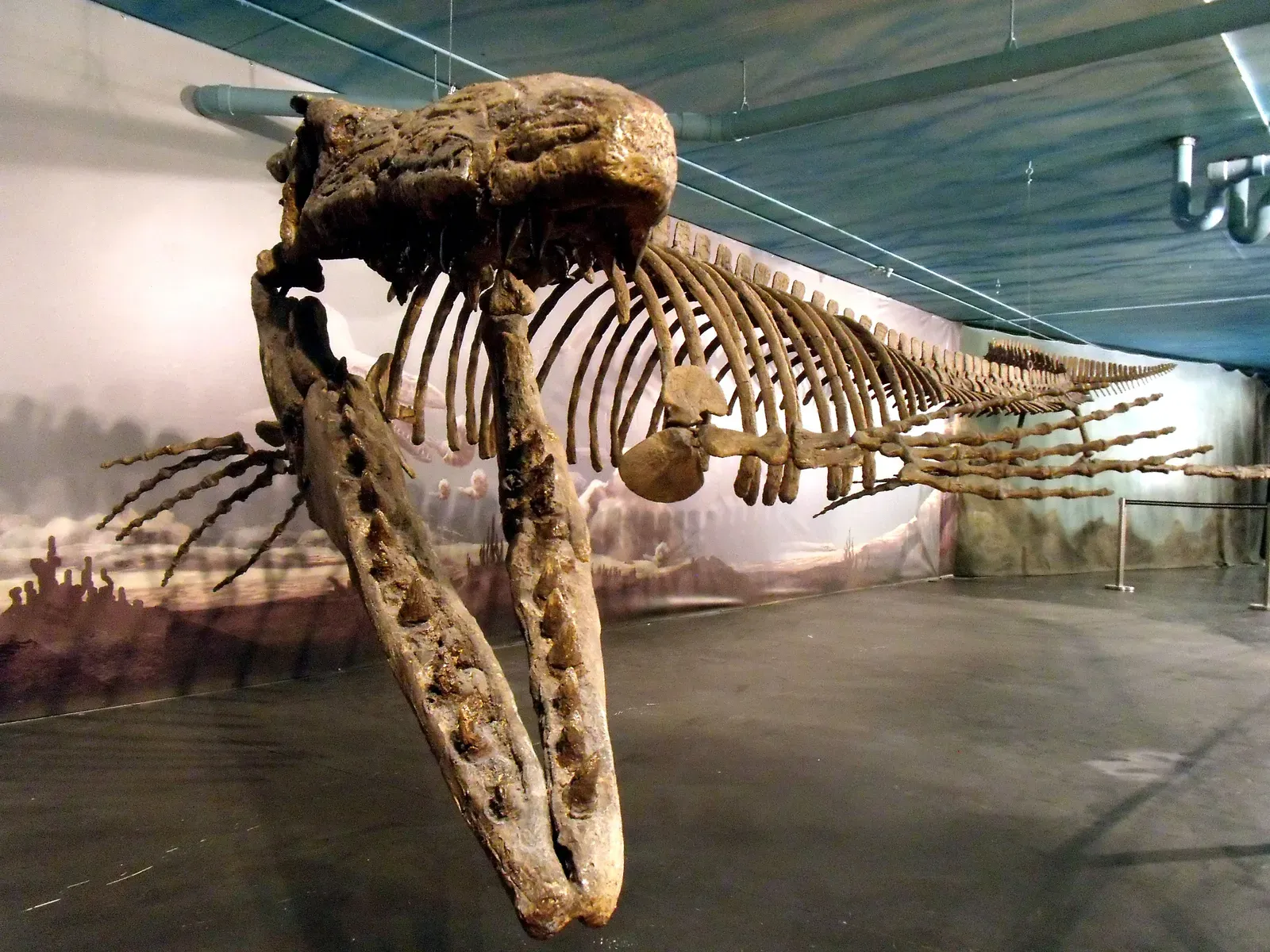 Mosasaurs Were the Ultimate Ambush Predators (Image Credits: Wikimedia)