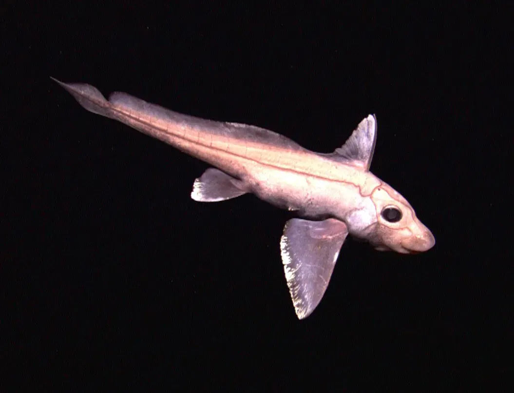 #12 - The Ghost Shark With a Retractable Weapon on Its Head (By NOAA Okeanos Explorer Program, INDEX-SATAL 2010, NOAA/OER, Public domain)