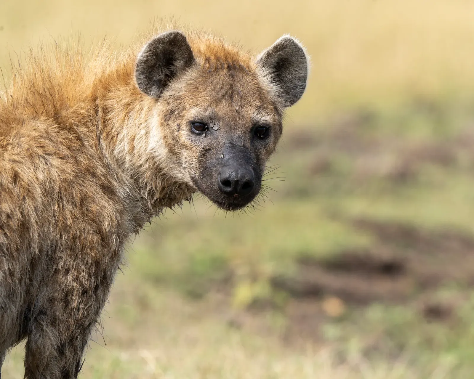 Conclusion: Your Animal Mirror (Image Credits: Wikimedia)