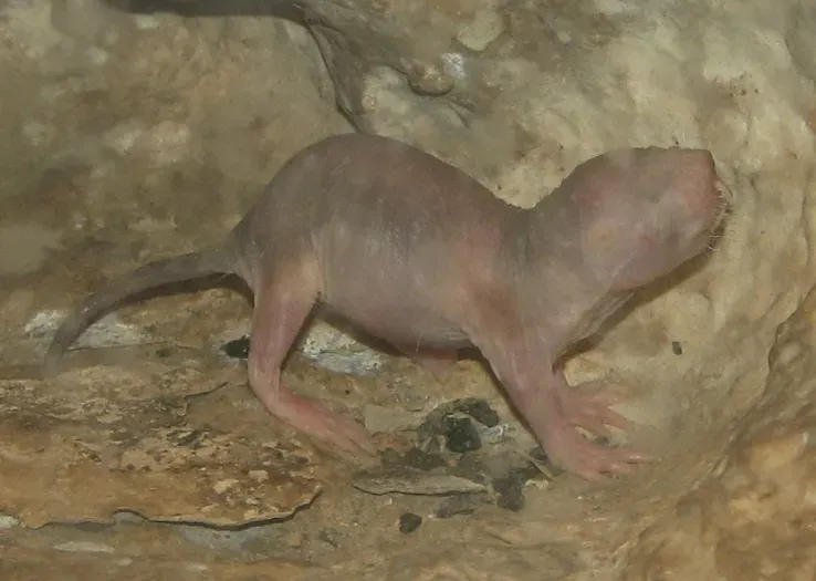 #12 - Naked Mole-Rats Prove a Single "Species Lifespan" Number Is Often a Lie (By Ltshears, Public domain)