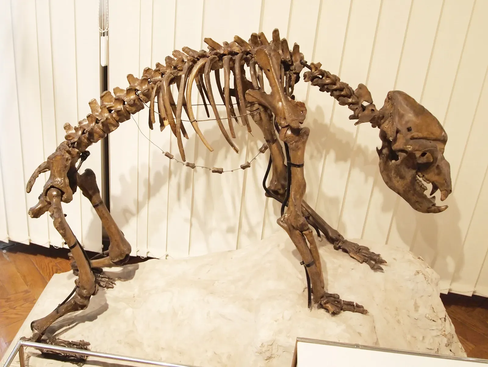 #4 - It Couldn't Corner Like a Predator (By Tiia Monto, CC BY-SA 3.0)