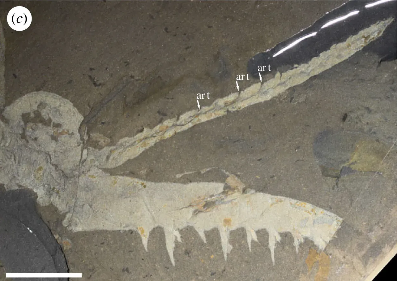 The Cambrian Explosion: When Evolution Went Weird First (Bicknell, Russell D. C.; Schmidt, Michel; Rahman, Imran A.; Edgecombe, Gregory D.; Gutarra, Susana; Daley, Allison C.; Melzer, Roland R.; Wroe, Stephen et al. (2023-07-05). Raptorial appendages of the Cambrian apex predator Anomalocaris canadensis are built for soft prey and speed. Proceedings of the Royal Society B: Biological Sciences 290 (2002). doi:10.1098/rspb.2023.0638, CC BY 4.0)