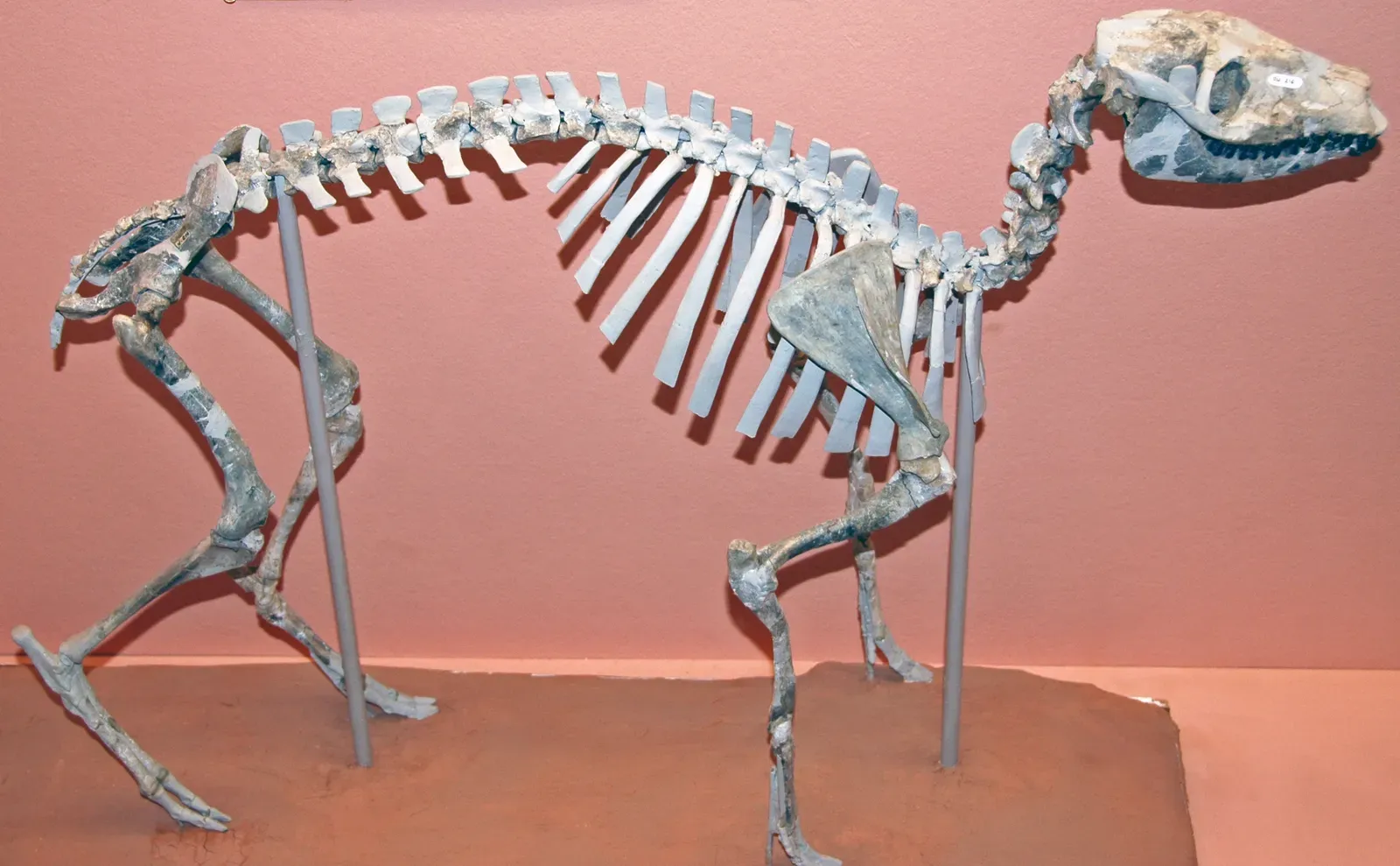 Ancient Origins: Mammals and Dinosaurs Were Born at the Same Time (By James St. John, CC BY 2.0)