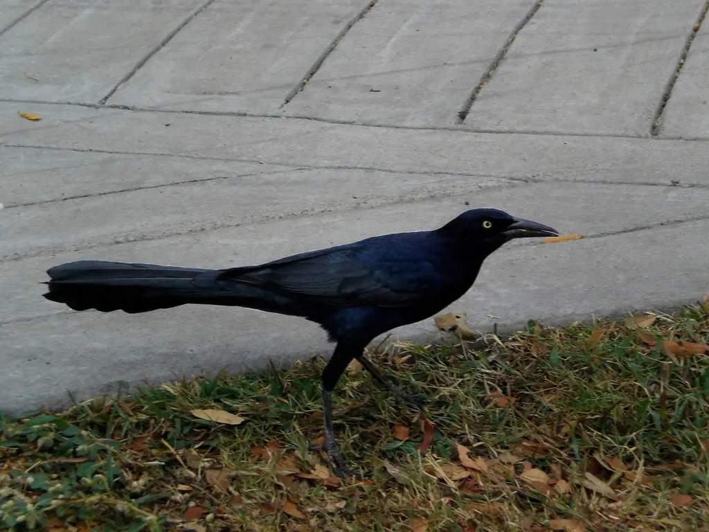 You Know Birds Are Living Dinosaurs (Image Credits: Flickr)