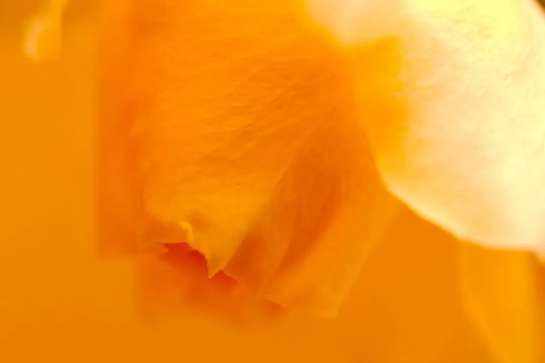 Orange and Yellow Auras Show Your Creative and Social Brilliance (Image Credits: Unsplash)