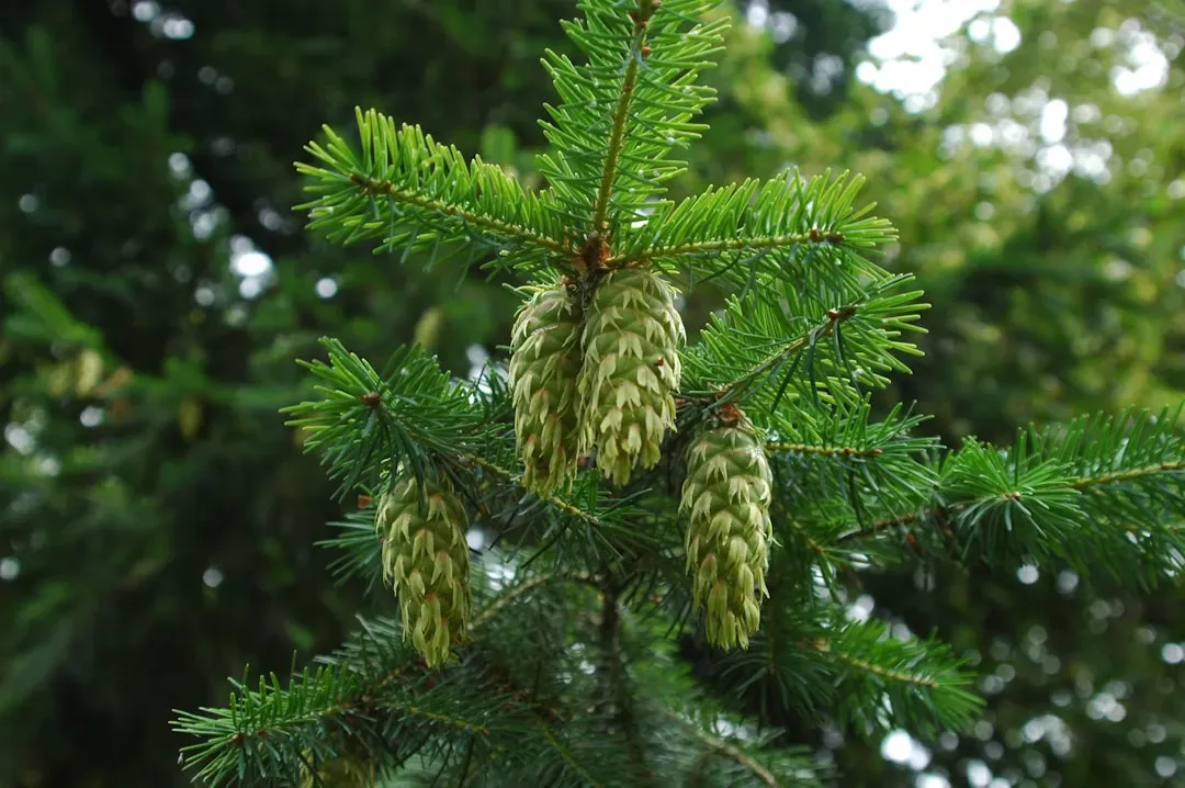 The Green World: Plants That Blanketed the Triassic Landscape (Image Credits: Unsplash)