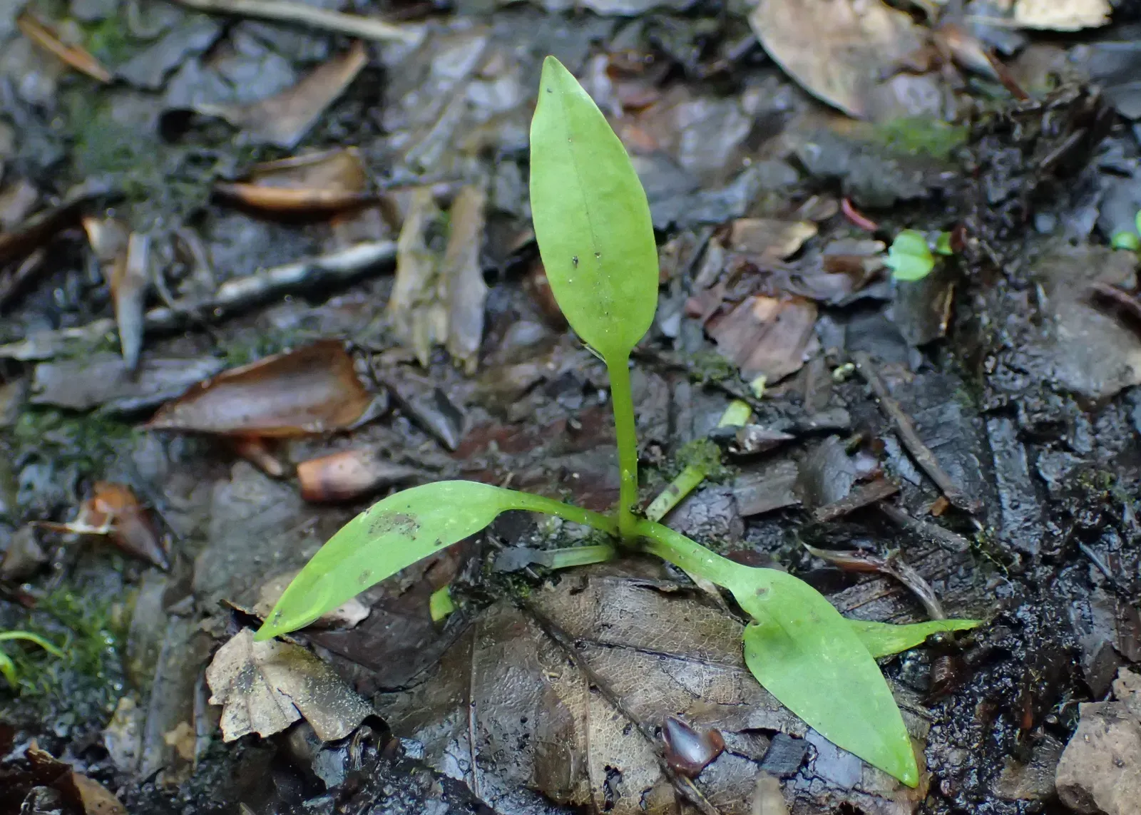 #10: Plantain and Other “Sidewalk Weeds” – Masters of Disturbance (By Krzysztof Ziarnek, Kenraiz, CC BY-SA 4.0)