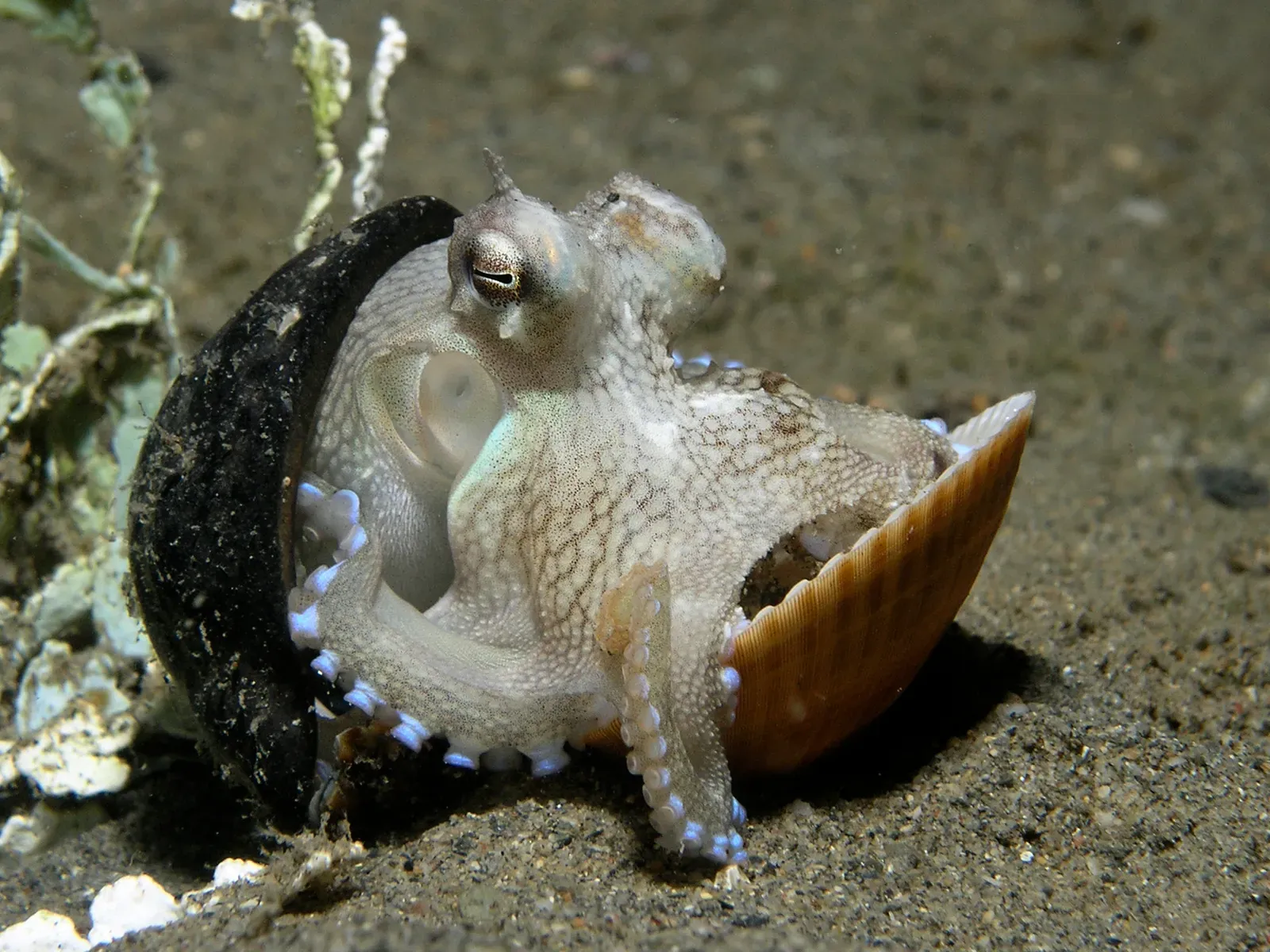 Eyes That See the Same World: Octopus vs. Vertebrate Camera Eyes (By Nhobgood Nick Hobgood, CC BY-SA 3.0)