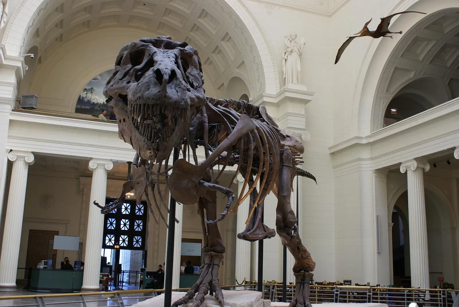 T. rex was closer in time to us than to Stegosaurus (originally posted to Flickr as Sue, CC BY-SA 2.0)