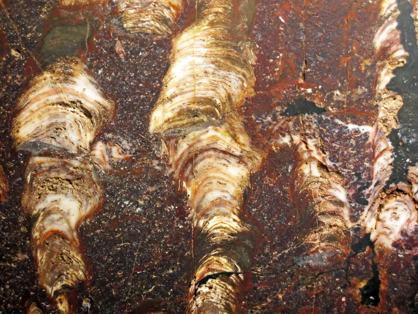 Stromatolites: The Original Architects of Earth (By James St. John, CC BY 2.0)