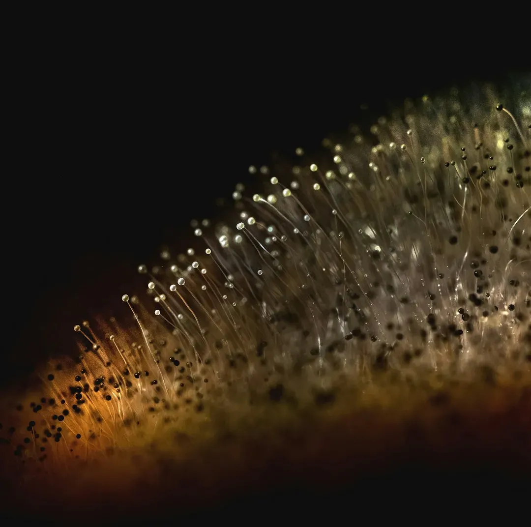 #2 Fungal Networks That Look Like Ghostly Threads (Image Credits: Unsplash)