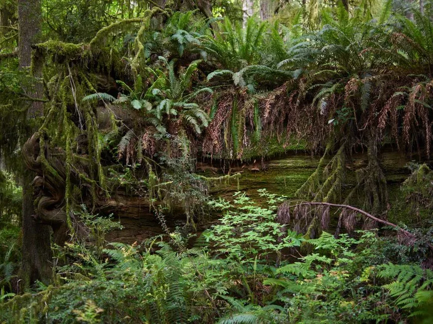 Dinosaur‑age climates: lush, heavy air and mineral‑rich rain (Image Credits: Pexels)