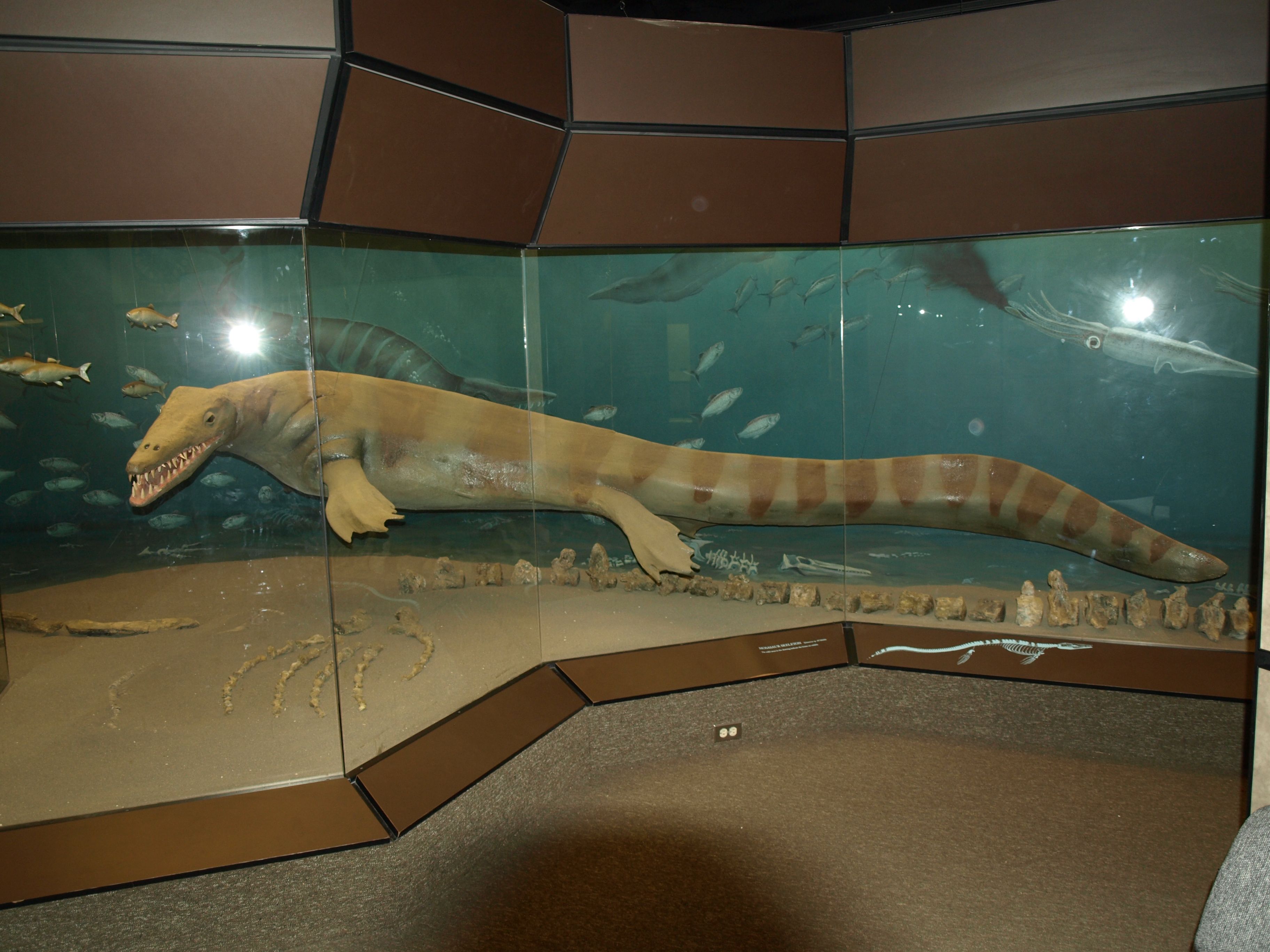 Mississippi's Ancient Underwater World (Image Credits: Wikimedia)