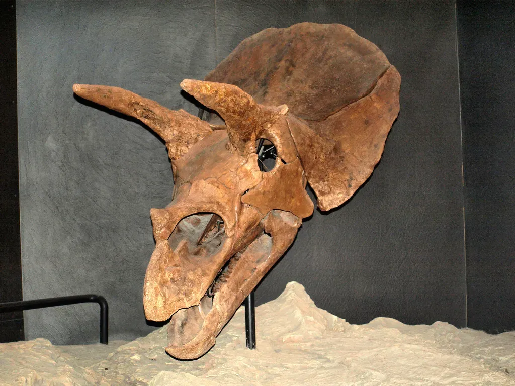 Your Horns Changed Shape as You Grew Up (Image Credits: Wikimedia)