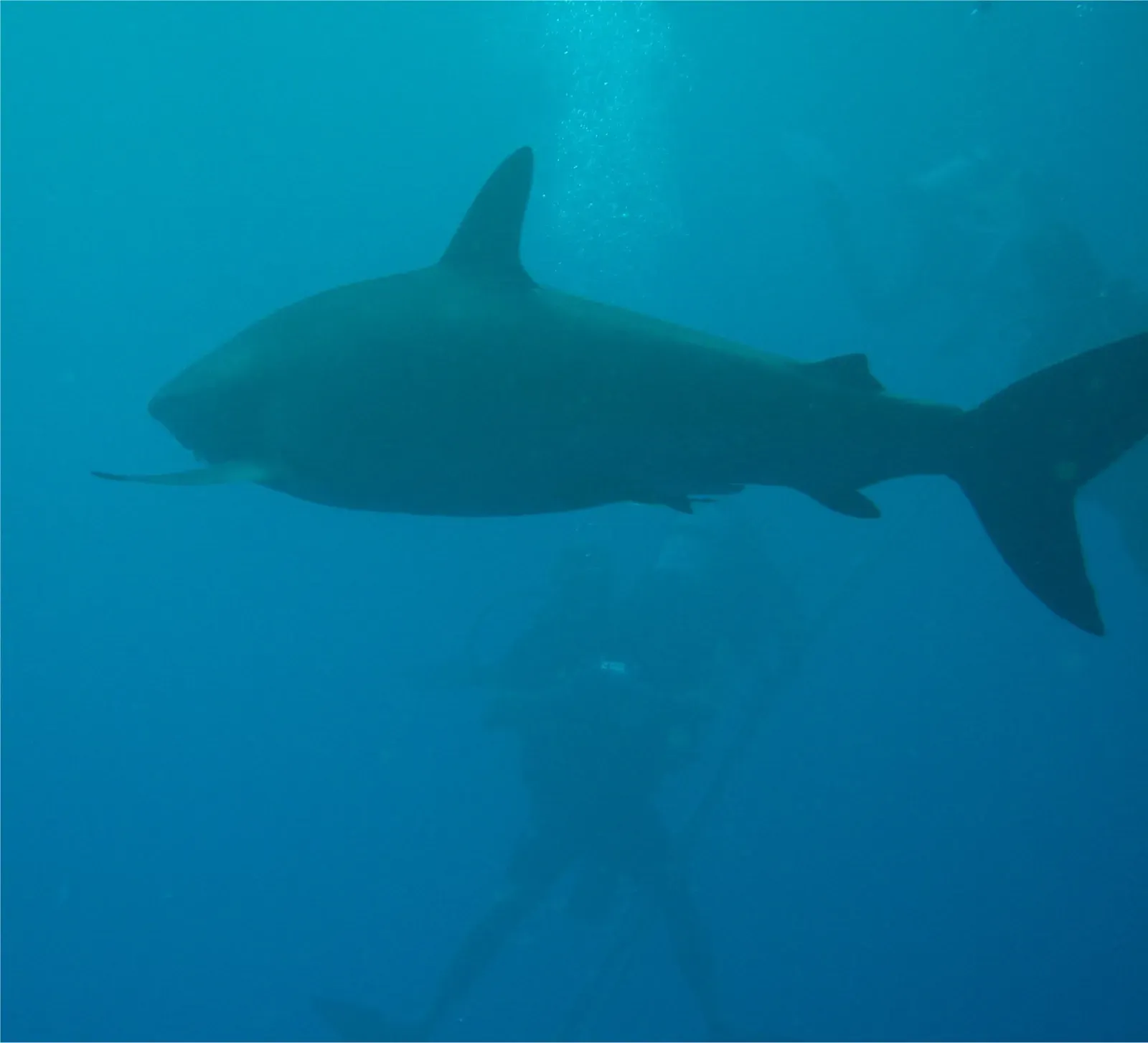 A Diet Far More Complex Than Anyone Guessed (Image Credits: Wikimedia)