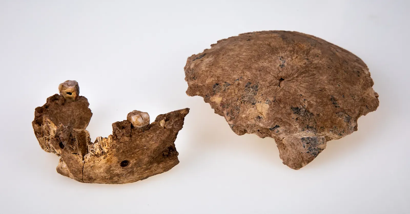 #3 - The Israeli Jaw That Might Be Everyone's Missing Ancestor (ד"ר יוסי זיידנר  -  Yossi Zaidner, CC BY-SA 4.0)