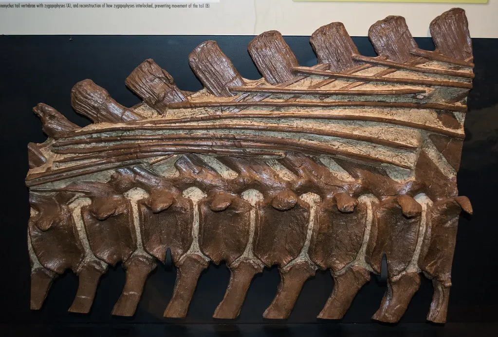 2. The Hadrosaur tail unearthed by construction workers in Mexico (Tim Evanson, Flickr, CC BY-SA 2.0)