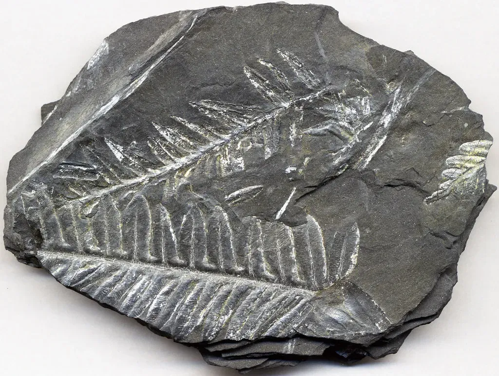 6. Plants Colonize the Land: The World Turns Green (James St. John, Flickr, CC BY 2.0)