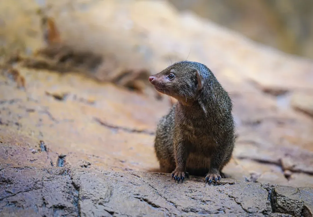 Small, Warm, and Always Hungry: Mammalian Superpowers in Disguise (Image Credits: Unsplash)
