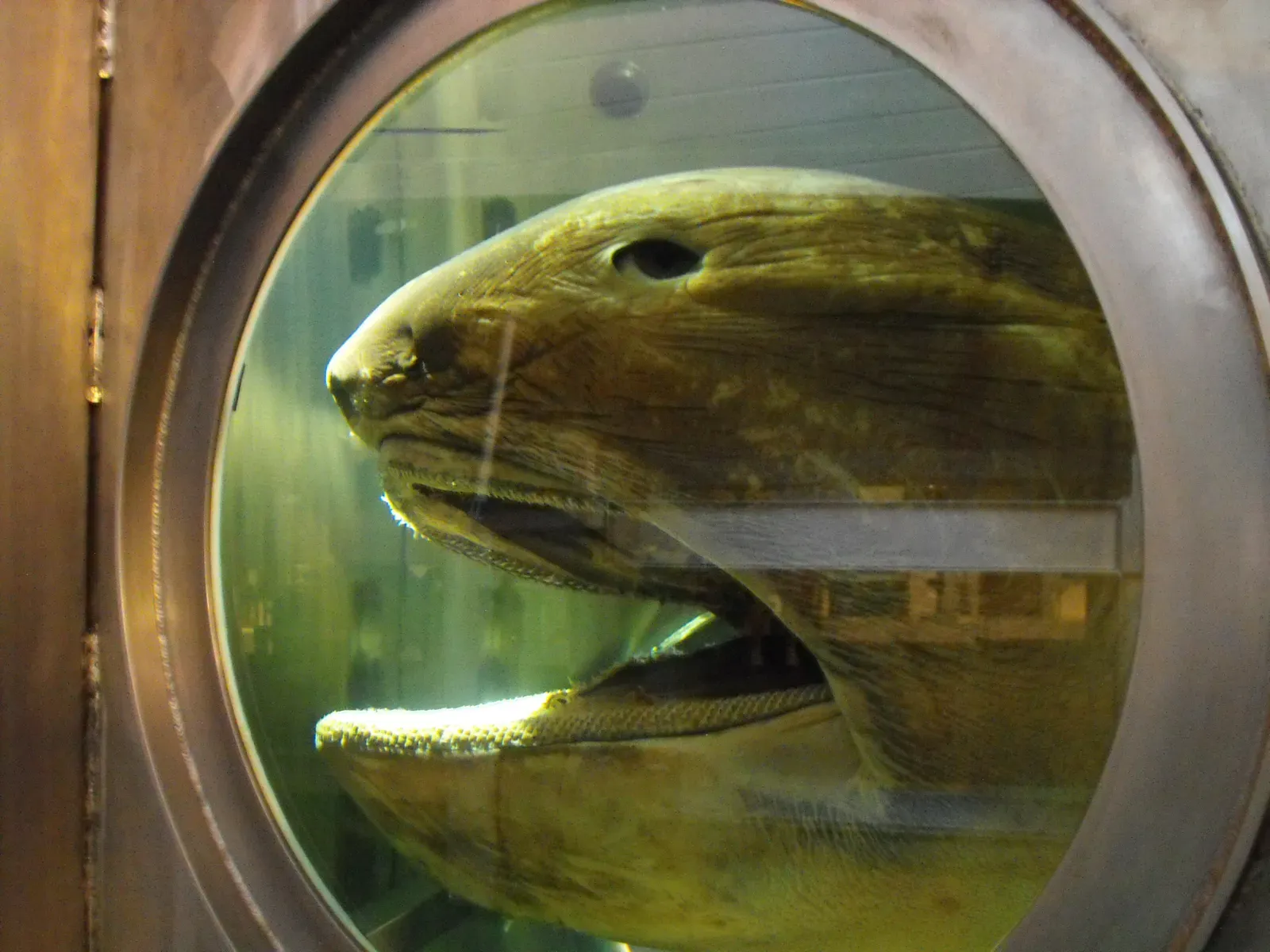 6. Megamouth shark social and feeding behaviour (By Saberwyn, CC BY-SA 3.0)