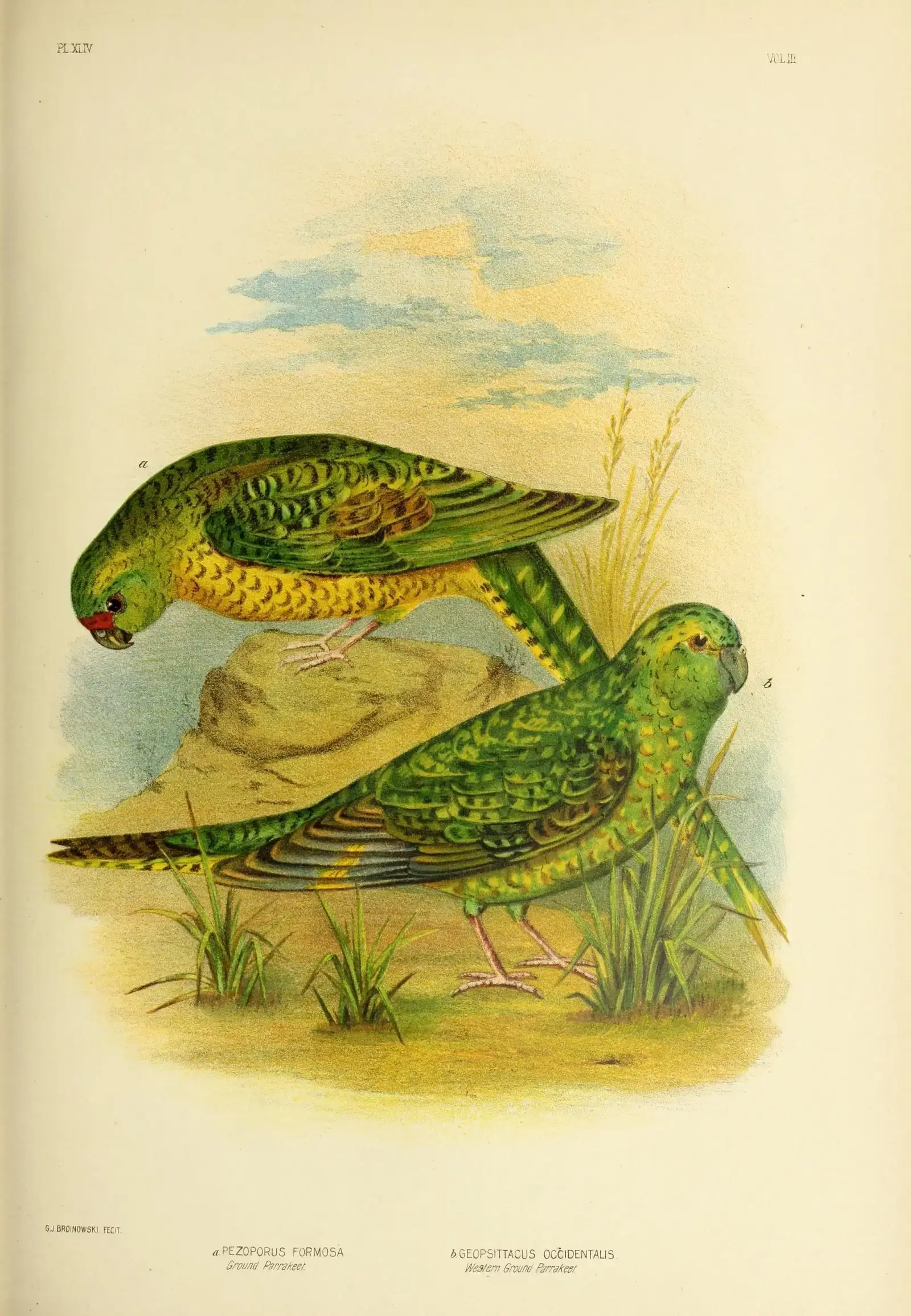 #12 - The Nocturnal Parrot Photographed for the First Time in a Century (By Broinowski, Gracius J., Public domain)