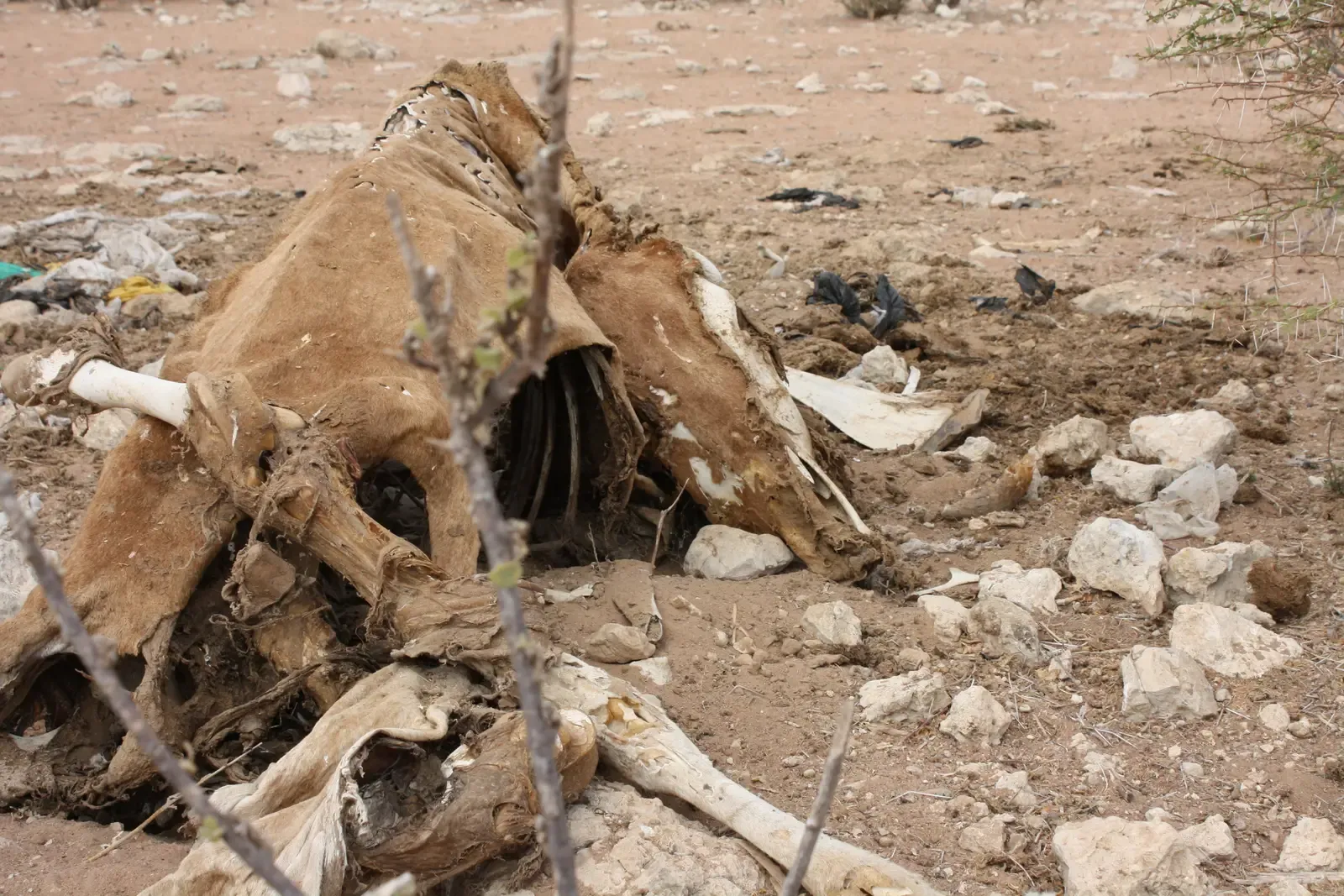 The Bottom Line (Flickr: Animal carcass in Kulaley village, CC BY 2.0)