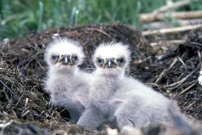#3 - Wild Eagles Will Raise Chicks That Aren't Biologically Theirs (USFWS Headquarters, Flickr, CC BY 2.0)