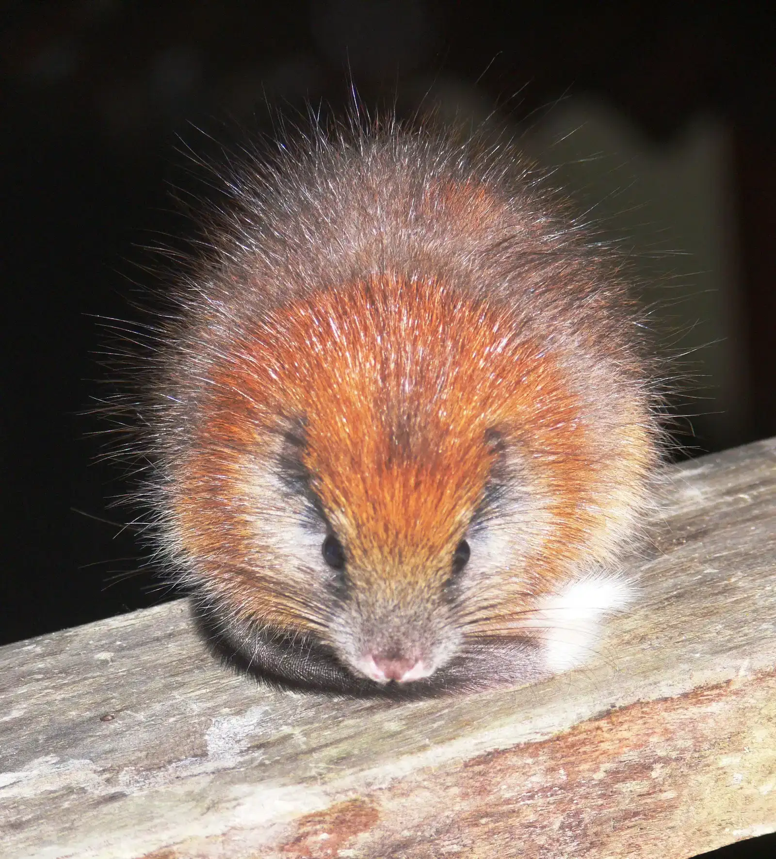#5 - The Tree Rat "Dissected" Out of Existence for 113 Years (Red-crested Tree rat rediscovered after 113 years!, CC BY-SA 2.0)