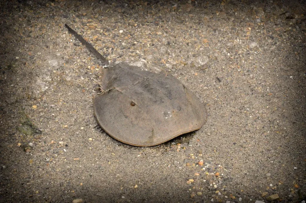 Crustaceans Were on the Menu for Herbivores (Image Credits: Flickr)