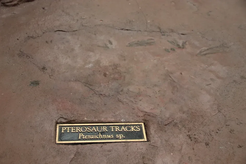 #8 - They Spent Way More Time Walking on the Ground Than Anyone Assumed (Image Credits: Flickr)