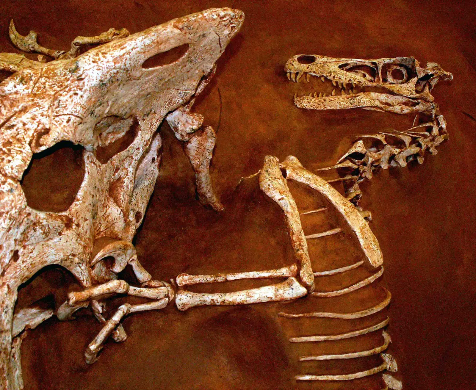 The Velociraptor and Protoceratops Locked in Combat (Not Quite an Embrace..., CC BY-SA 2.0)