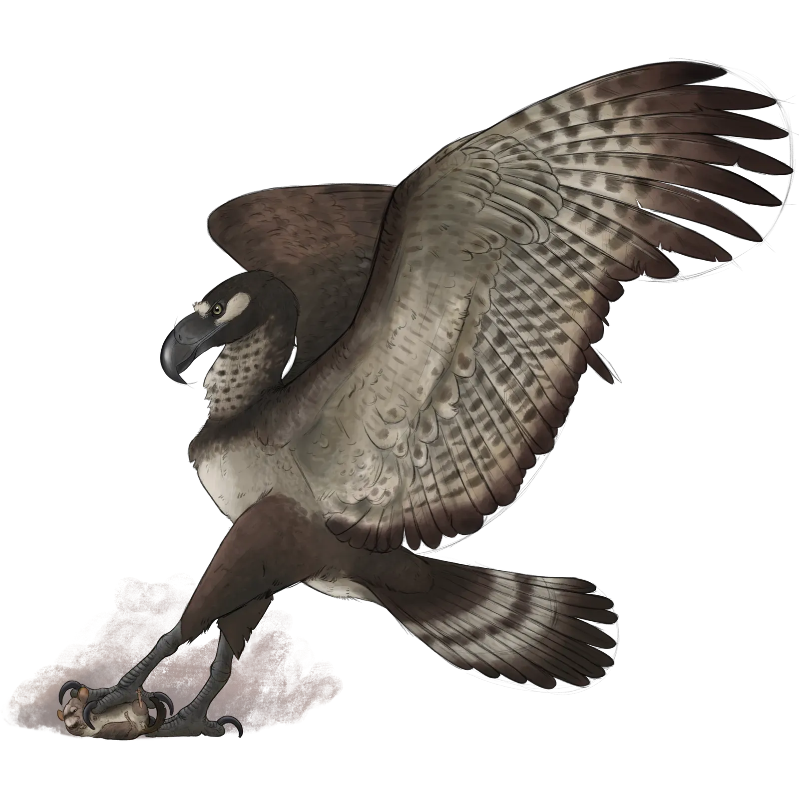 Argentavis Magnificens: The Giant of the Skies (Image Credits: Wikimedia)