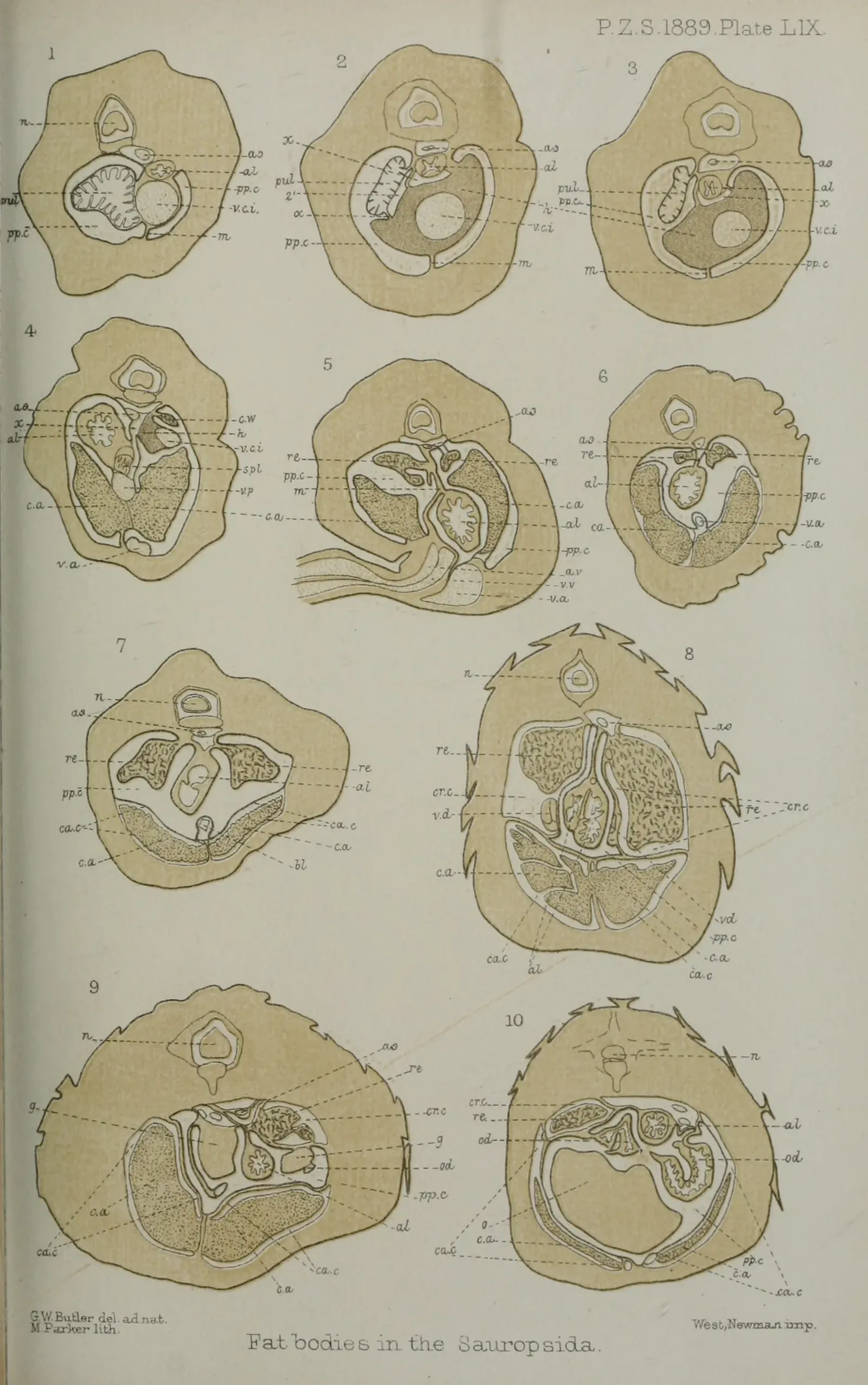Leggy Ghosts in Snake Embryos (Proceedings of the Zoological Society of London (vol. 1889 issue 4, plate LIX), Public domain)
