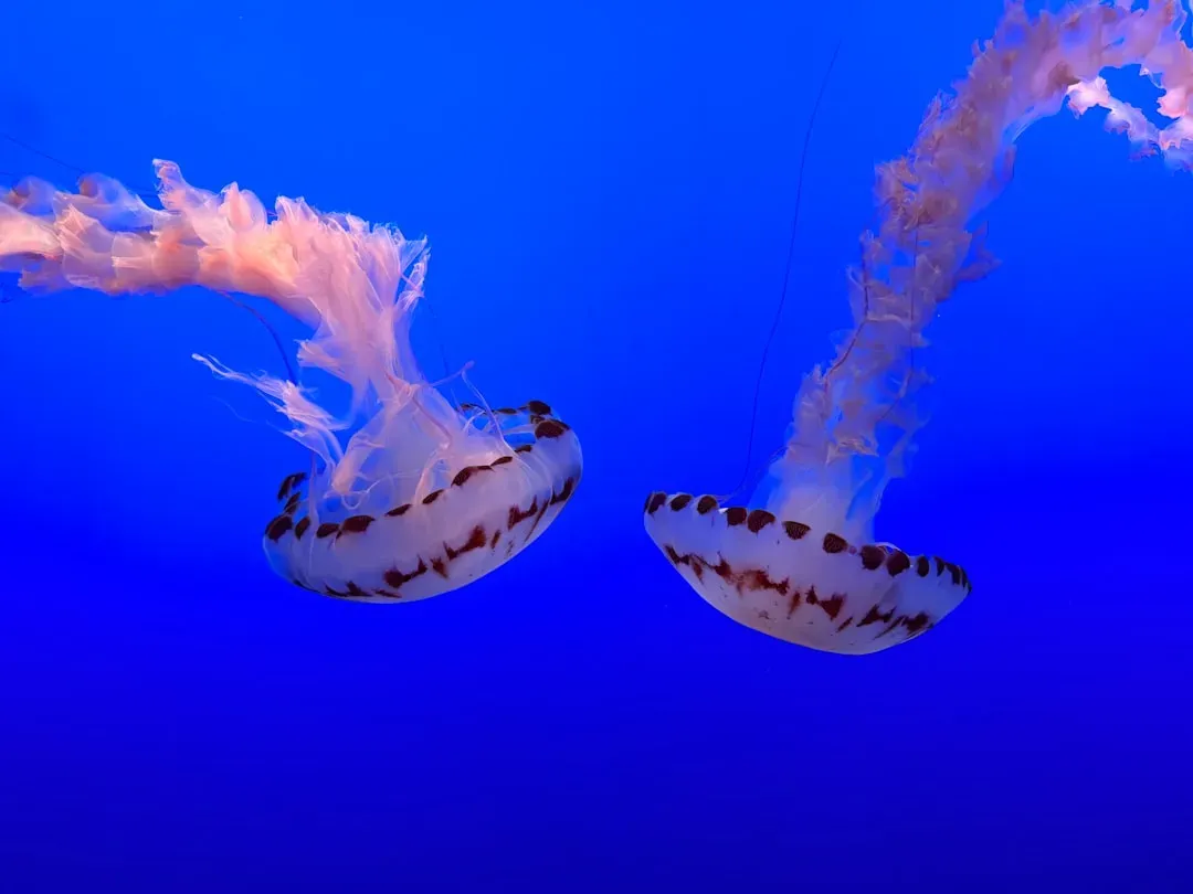 2. Jellyfish – Ancient Drifters With No Brain (Over 550 Million Years Old) (Image Credits: Unsplash)