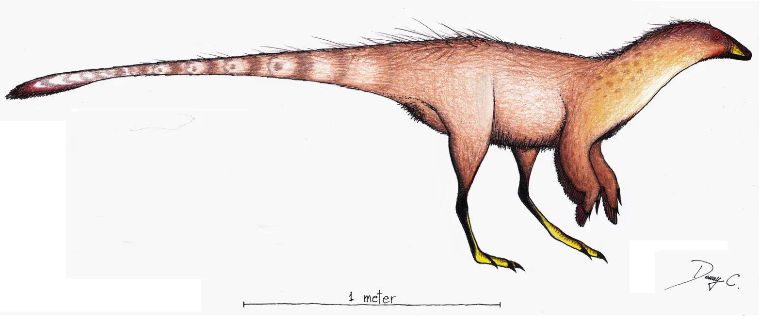 Nedcolbertia: The Swift Opportunist (Image Credits: Wikimedia)