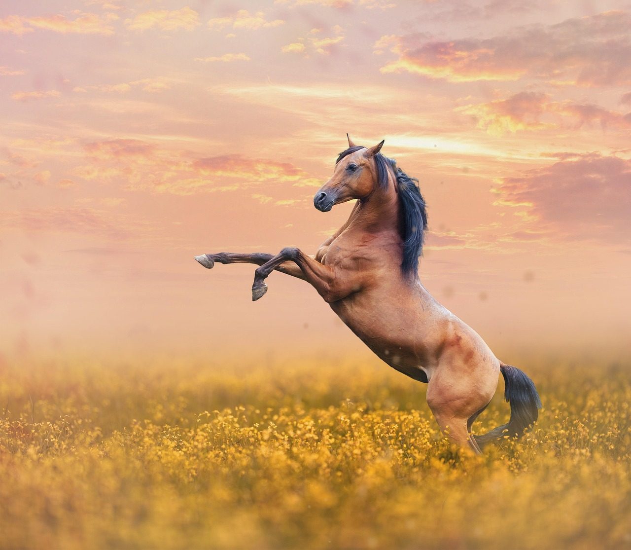 The Horse: Impulsive and Unreliable (Image Credits: Pixabay)