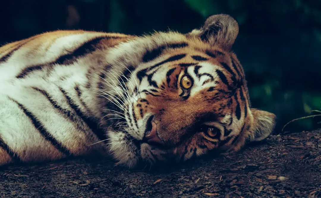 The Strange Problem of Knowing What It Feels Like to Be Another Animal (Image Credits: Unsplash)