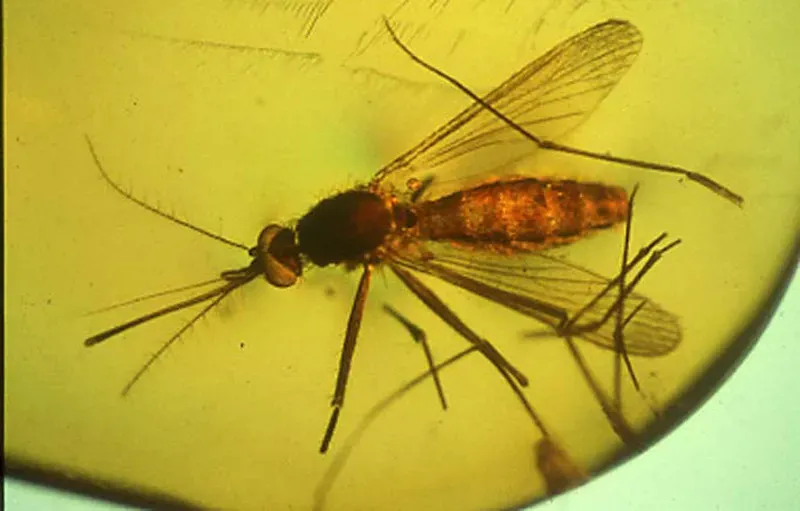 Invisible Engines: Insects, Microbes, and the Recycling of Prehistoric Life (Oregon State University, Flickr, CC BY-SA 2.0)