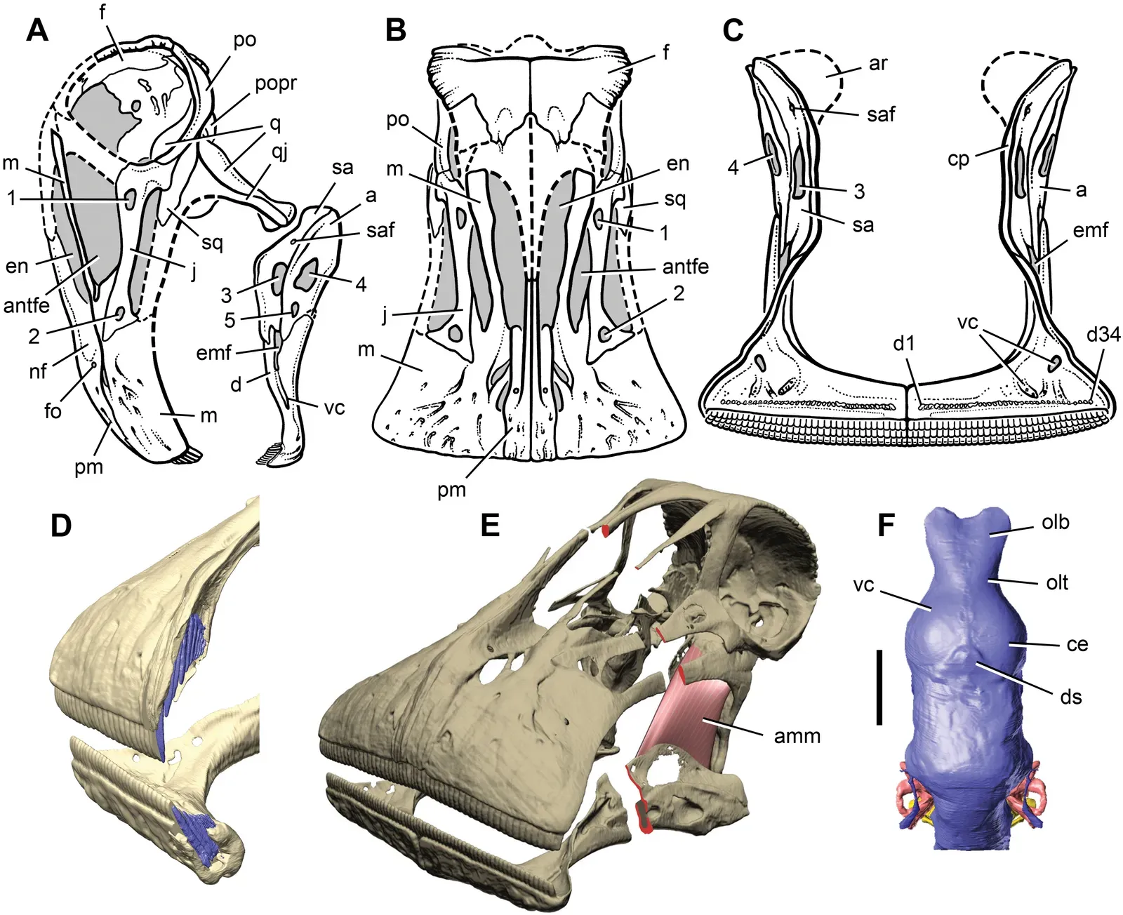 What Endocasts Actually Tell You About Dinosaur Brains (Image Credits: Wikimedia)