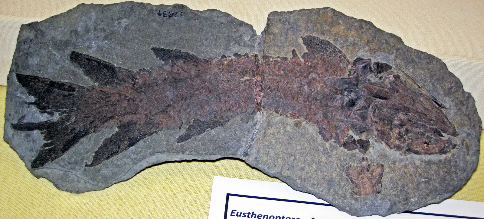 Scorpio and the Comfort of Catastrophe Survived (Eusthenopteron foordi (fossil fish) (Upper Devonian; Gaspe Peninsula, Quebec, Canada) 1, CC BY 2.0)