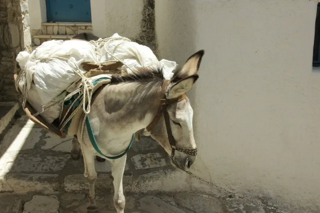 Capricorn: The Overloaded Mule (Image Credits: Unsplash)