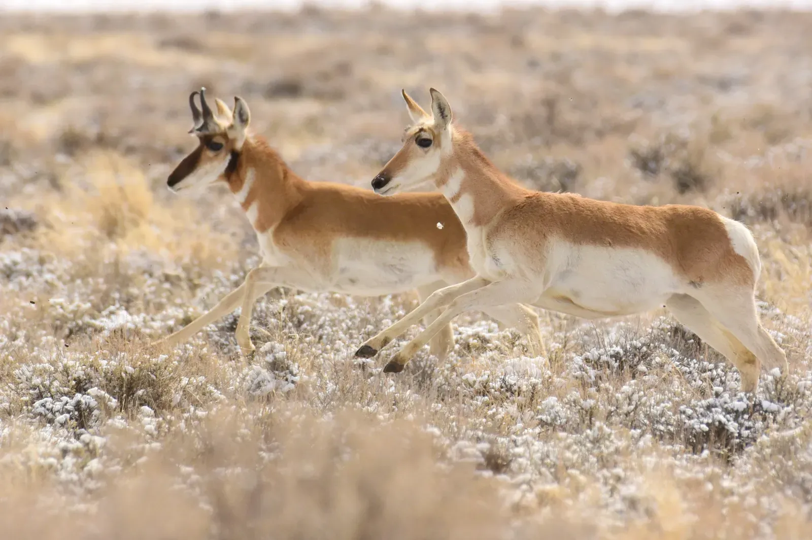 Conclusion: The Fastest Reminder That the Past Still Matters (Pronghorn at Seedskadee National Wildlife Refuge, Public domain)
