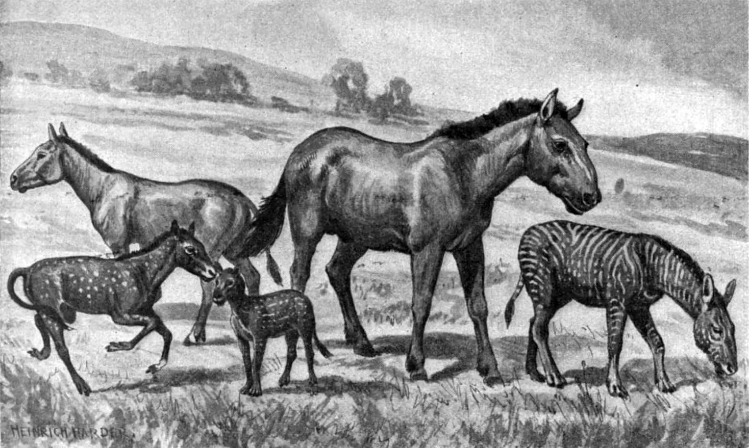 Ancient Horses: The Forgotten Natives (Image Credits: Wikimedia)