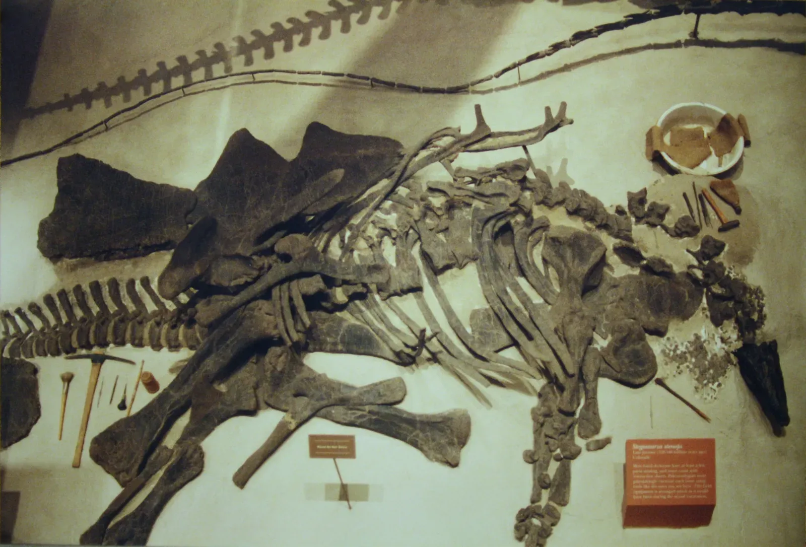 #12 - The Original "Type" Fossil Turned Out to Be Basically Worthless (Stegosaurus, CC0)