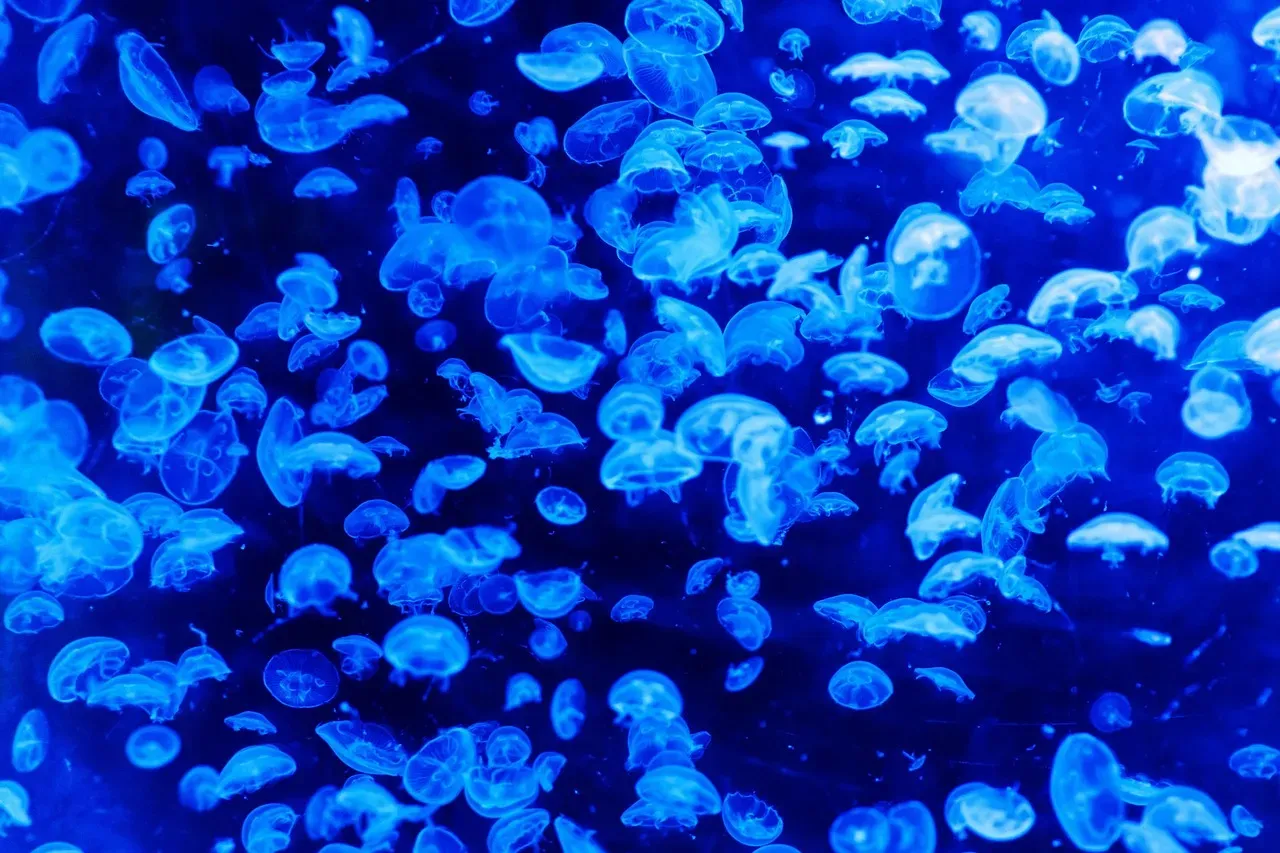 Bioluminescence Became Evolution's Favorite Trick (Image Credits: Pixabay)