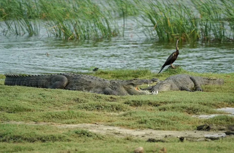 4. Crocodiles – modern echoes of Jurassic predators (Image Credits: Pexels)