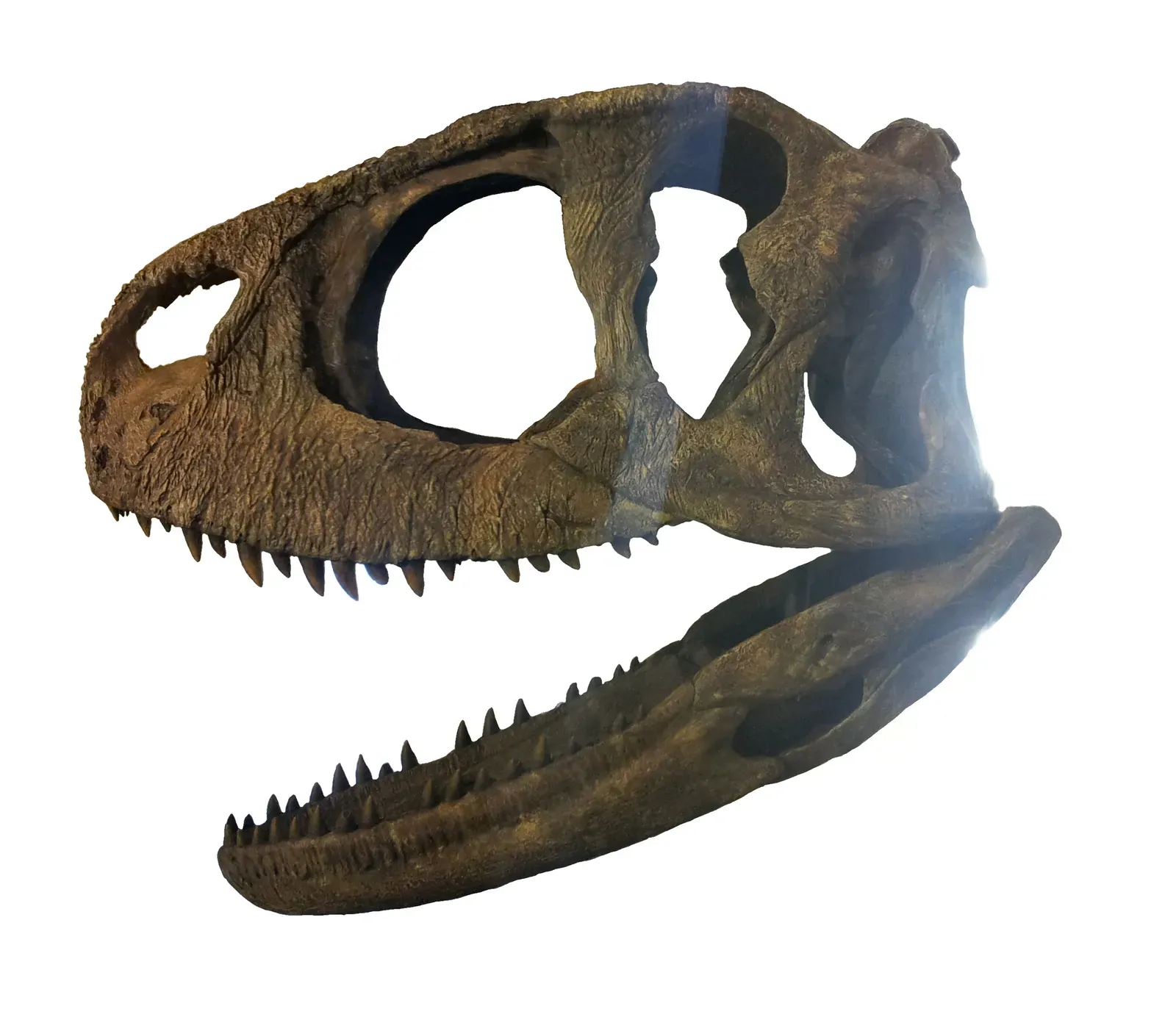 The First Abelisaurid Found on the Continent (By Mariomassone, CC BY-SA 3.0)