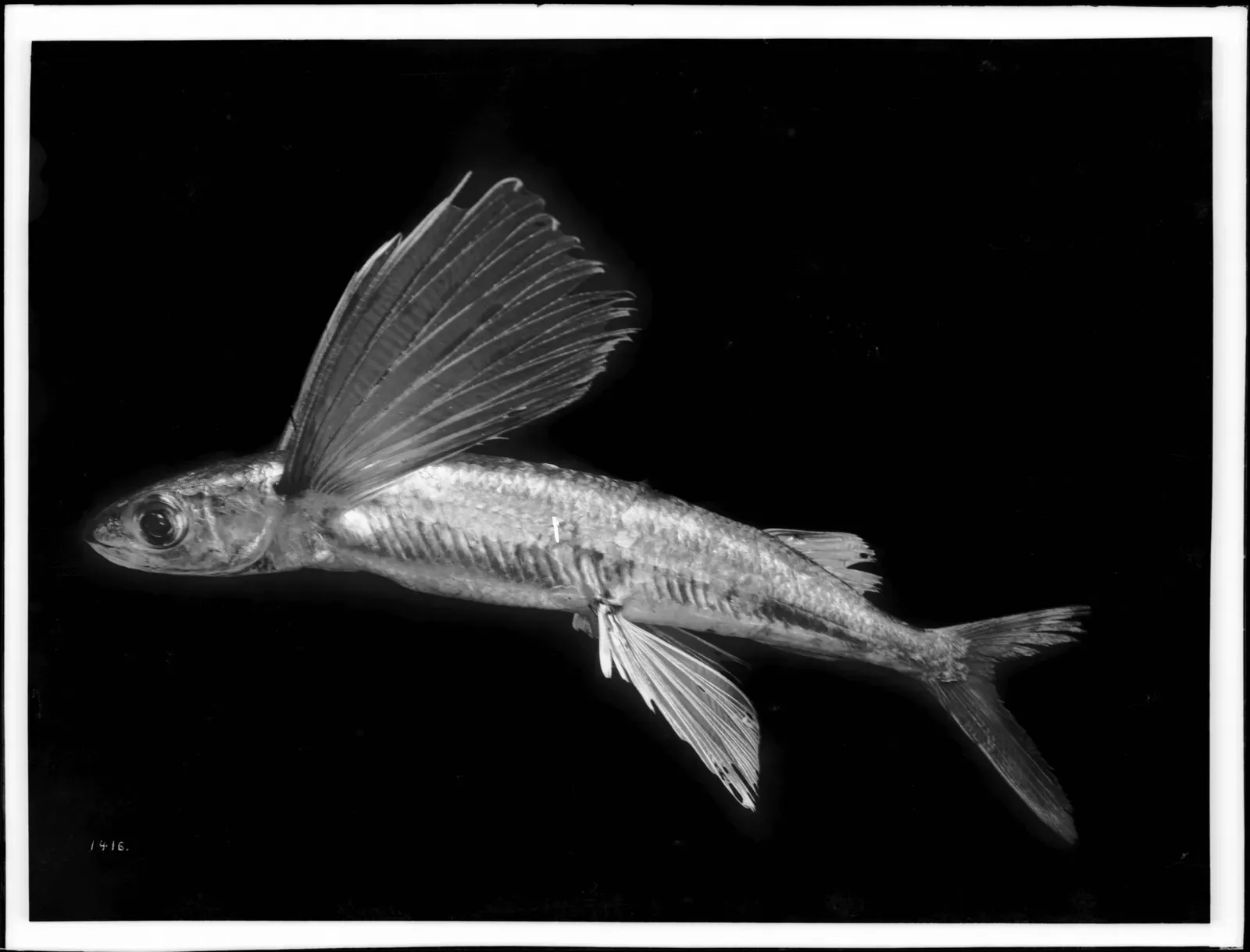#9 - The Fish Species That Was Actually a Practical Joke (By Pierce, C.C. (Charles C.), 1861-1946, Public domain)